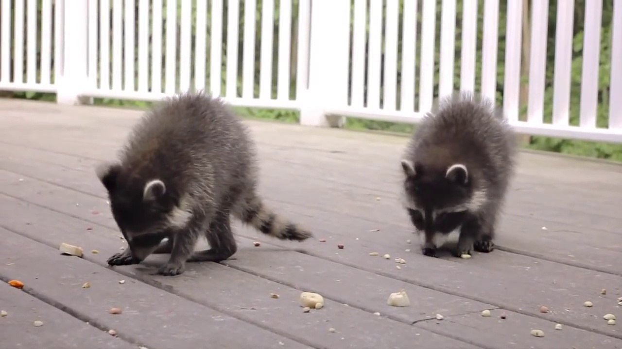 Des bébés ratons laveurs trop mignons squattent une terrasse