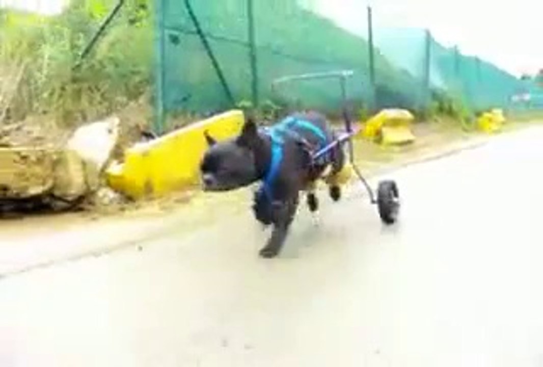 bouledogue handicapé appareillé avec une chaise roulante