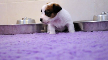 Video du 29-09-2016 Femelle Jack Russell Terrier