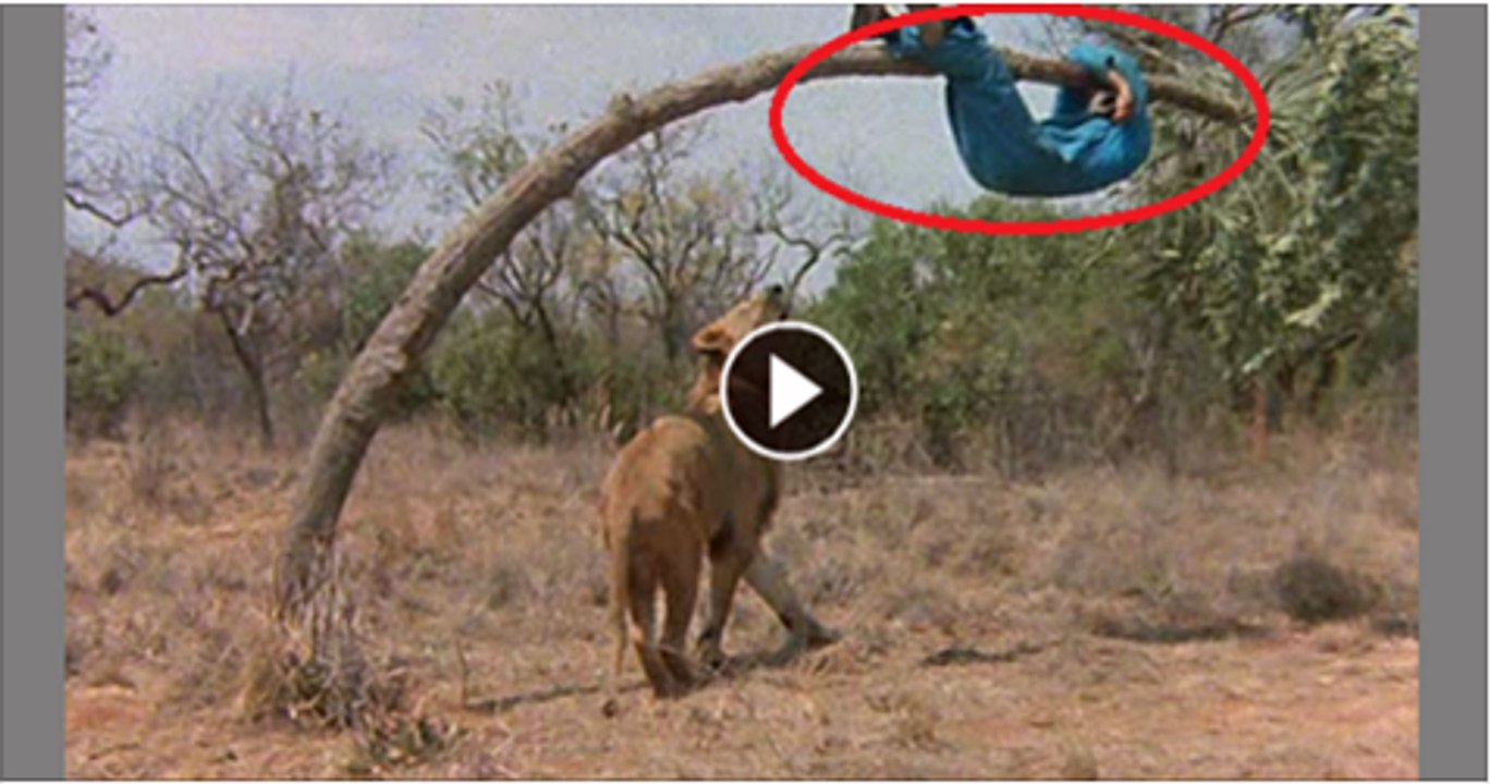 Lion attacking Vs man its SO funny