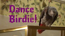 Einstein the Talking Texan Parrot performs Dance Birdie!