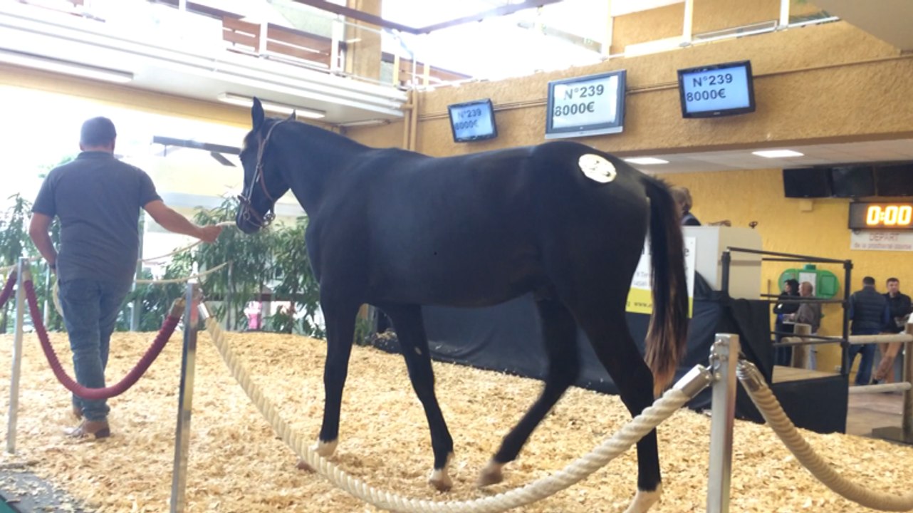 Vente aux enchères de trotteurs