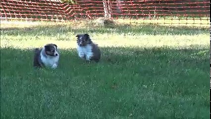 la petite troupe shetland Ramatuelle