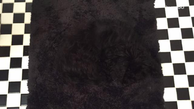 You'll Have to Fetch Help to See This Viral Optical Illusion