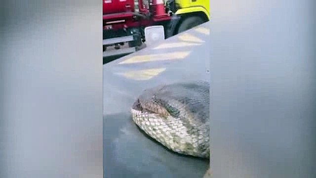 Un gigantesque anaconda découvert sur un chantier au Brésil