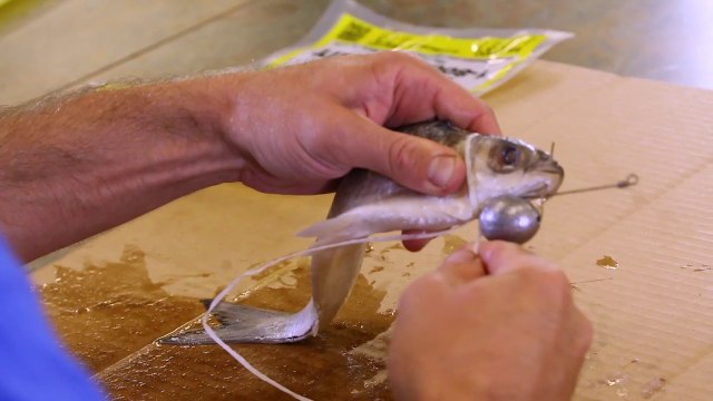 How To: Rigging a Mullet Dredge Bait