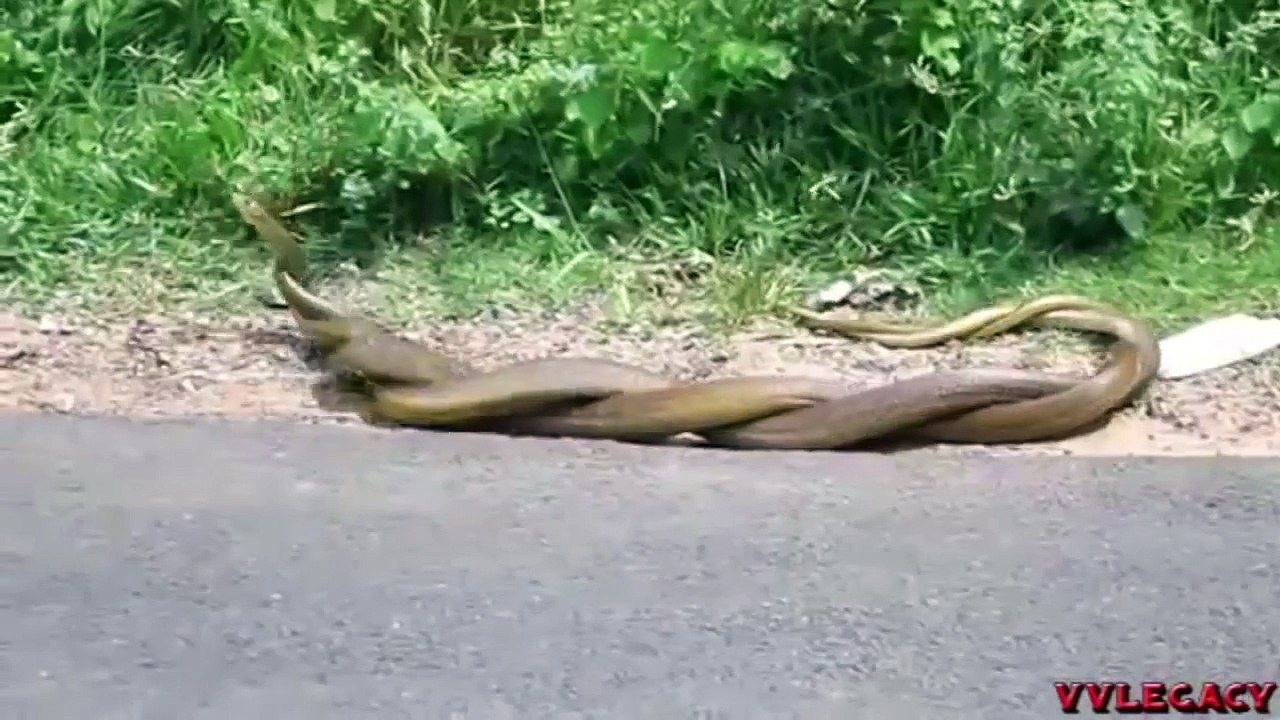 Wonderfully Snake Giving Birth - Baby In The Amniotic Sac.