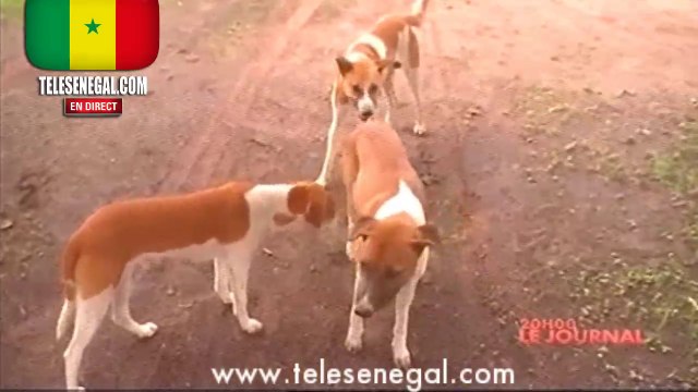 Les chiens enragés de Kolda troublent toute une ville