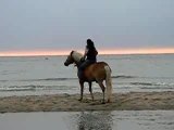 plage de deauville a cheval haflinger