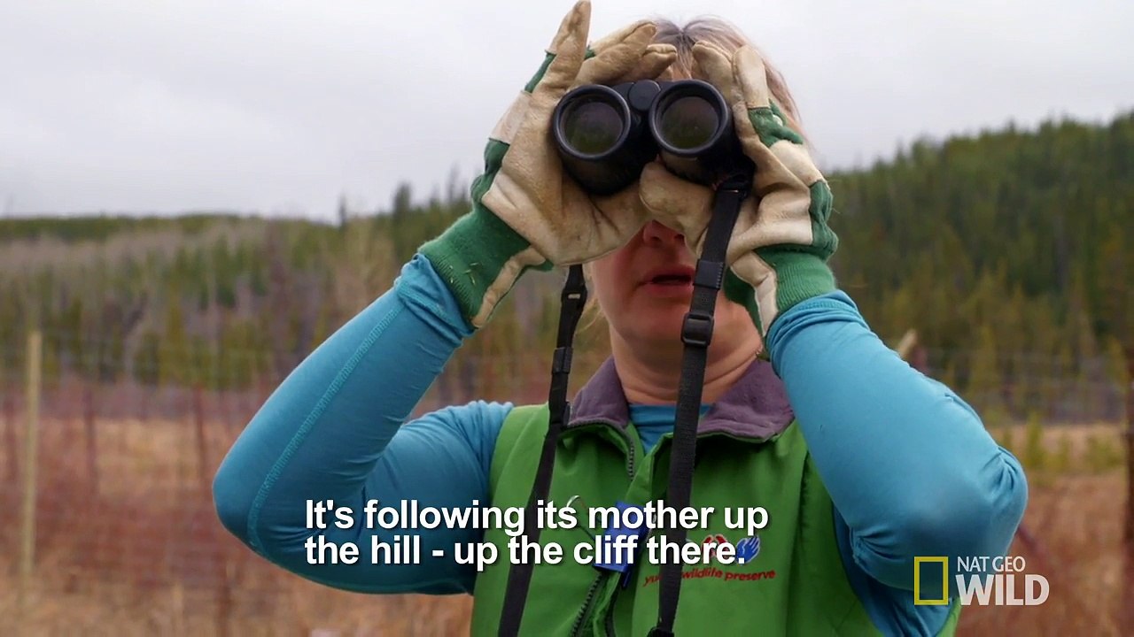 The Wild Sheep Dash ll Dr. Oakley, Yukon Vet