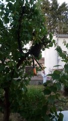 Recuperation d un essaim - Aude - 2016-09-22