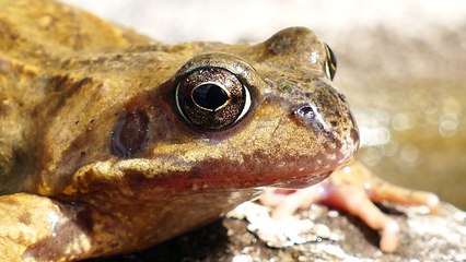 Frogs - Ultra High Definition Video HD