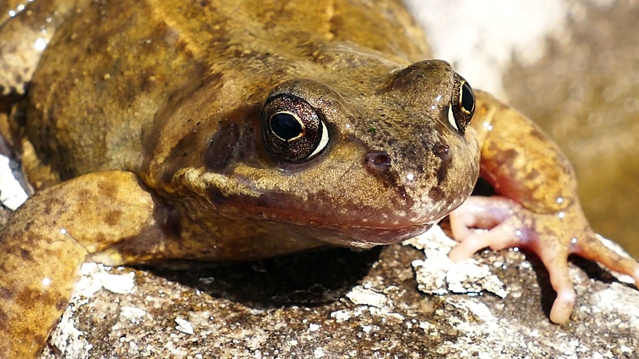 Frog - Ultra High Definition Video HD 2