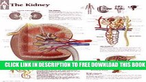 New Book The Kidney chart: Laminated Wall Chart