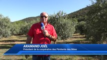 Alpes de haute Provence:La mouche fait des ravages sur les oliviers