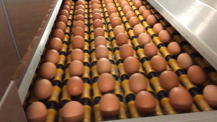 Les œufs de Loué ont investi 3 millions pour le calibrage