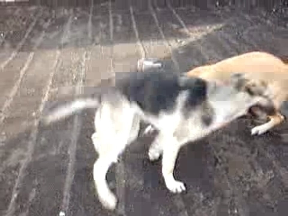 chicane de chien