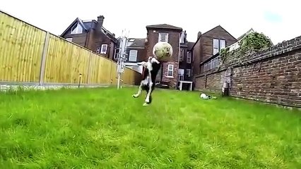 Dogs who fail at being dogs