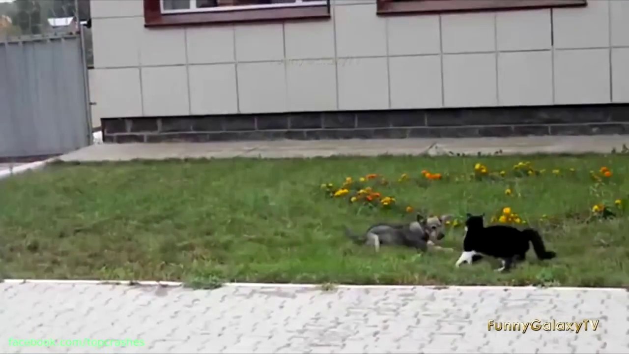 Un gros chat contre un petit chien - Zap