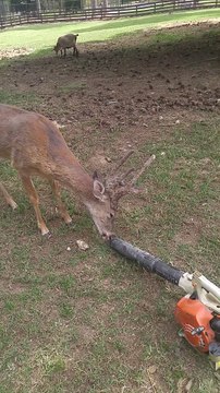 Les cerfs aussi ont droit à leur moment Détente! Celui-ci adore le souffleur à feuilles!