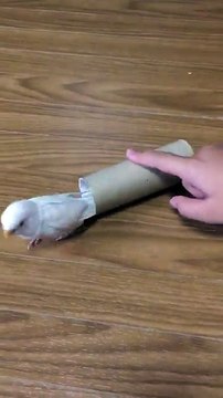 Cette perruche s'amuse à se glisser dans un rouleau de papier toilette