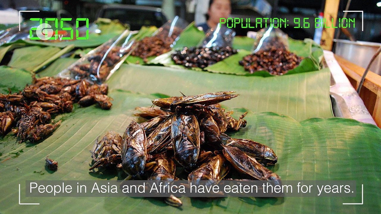 Bug Eating Special | Green.TV show