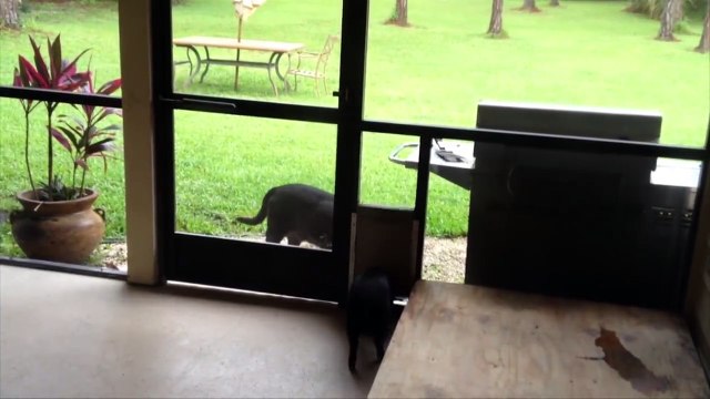 Amitiés incroyables entre animaux très differents - compilation