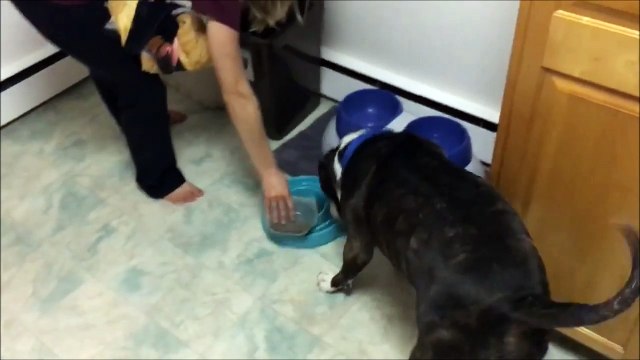 Ce chien ne sait pas quoi choisir, gamelle ou gratouilles