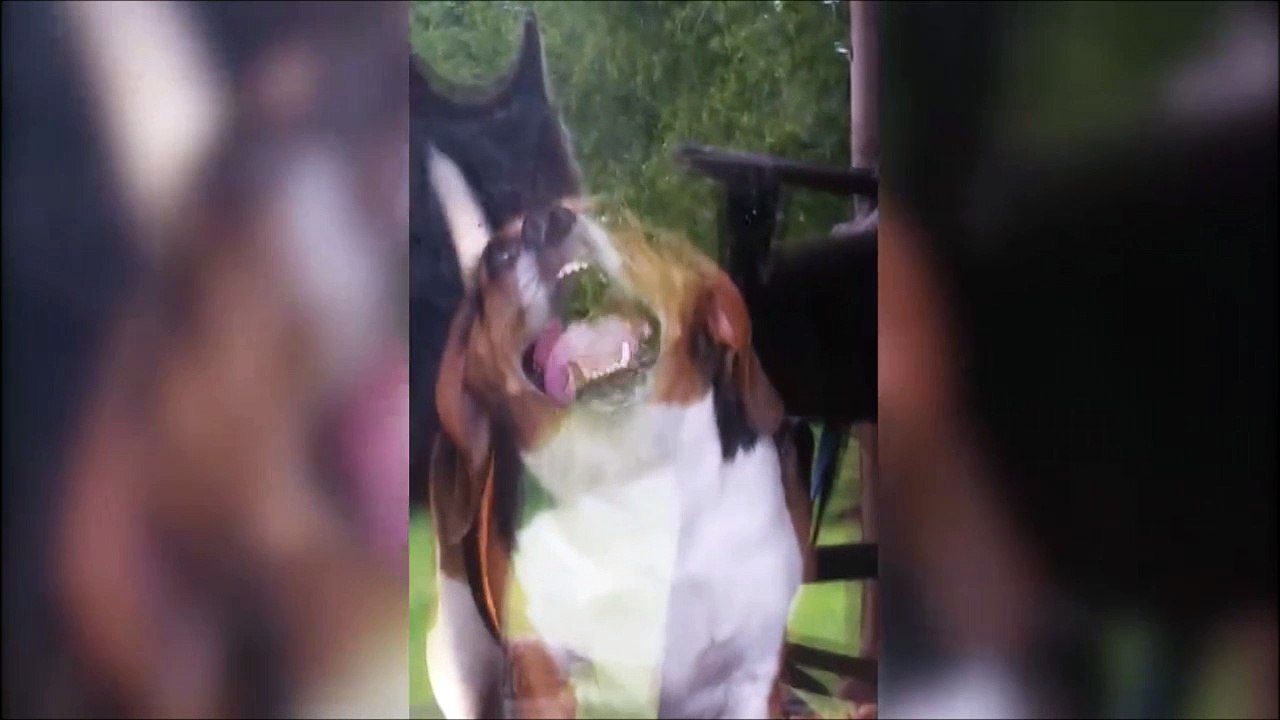 Gros nettoyage de vitre à la langue