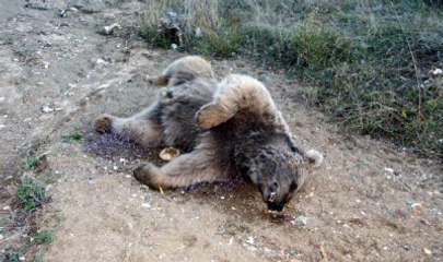 Erzurum'da Bir Boz Ayı Zehirlendi