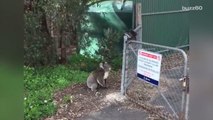 Mama Koala Rescues Baby Trapped On the Other Side of A Fence