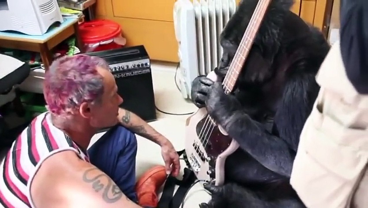 Le bassiste des Red Hot Chili Peppers apprend à un gorille à jouer de la basse