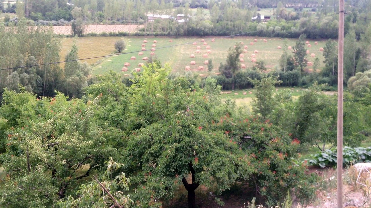 Van Gevaş yemişlik köyü Taner meşe