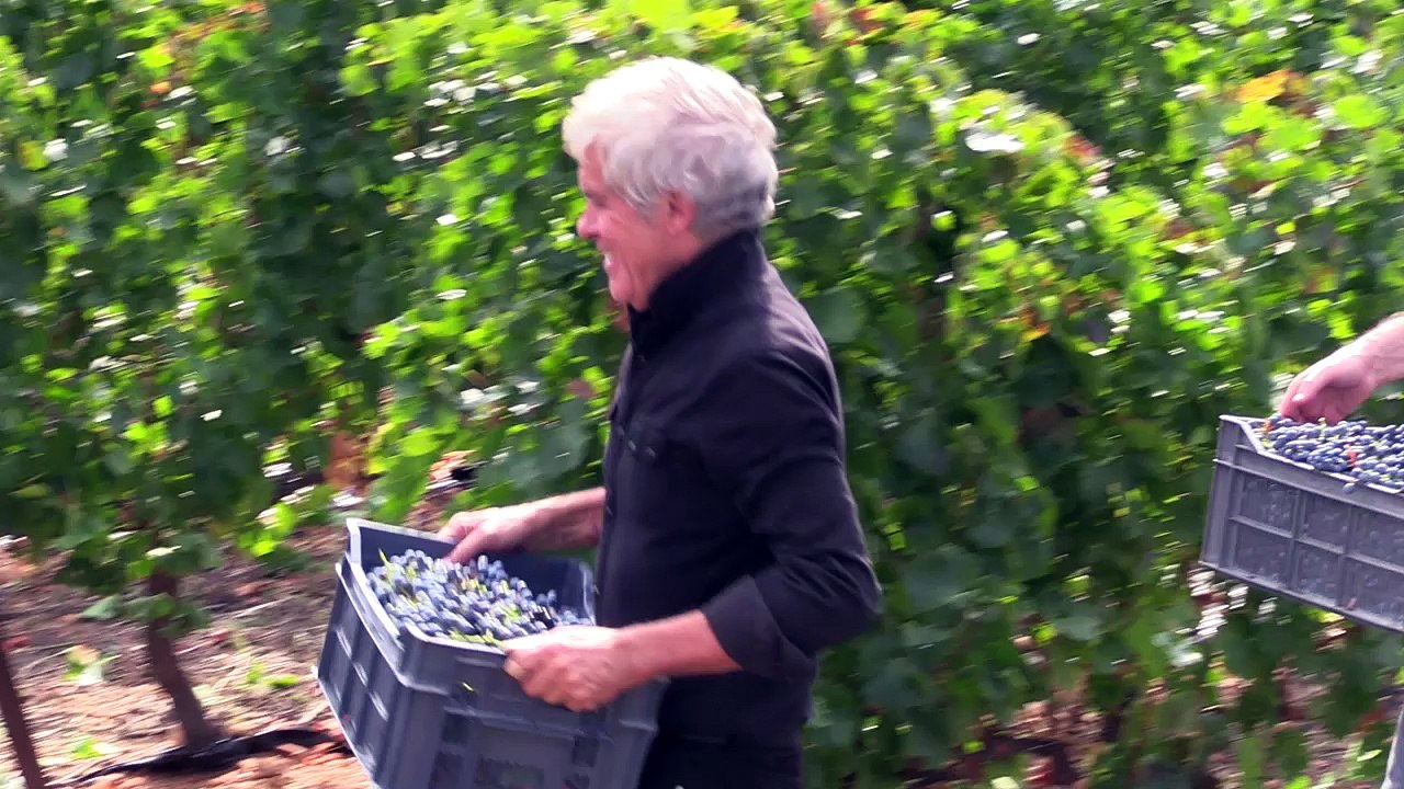 Vendanges à la main à Gallician - Samedi 24 septembre 2016