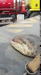 ¡Capturan una increíble serpiente anaconda de 400 kilos!