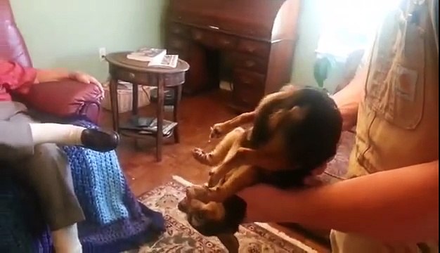Quello Che Fa Questo Cane Quando Viene Preso In Braccio Vi Farà Morire Dal Ridere