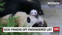 Giant panda no longer endangered-9Ej4b4Wt0vQ