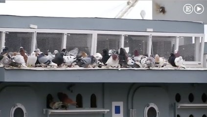 Las palomas reconocen palabras