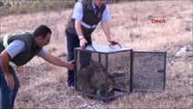 Kayseri Tedavi Edilen Yavru Kurtlar, Doğaya Bırakıldı