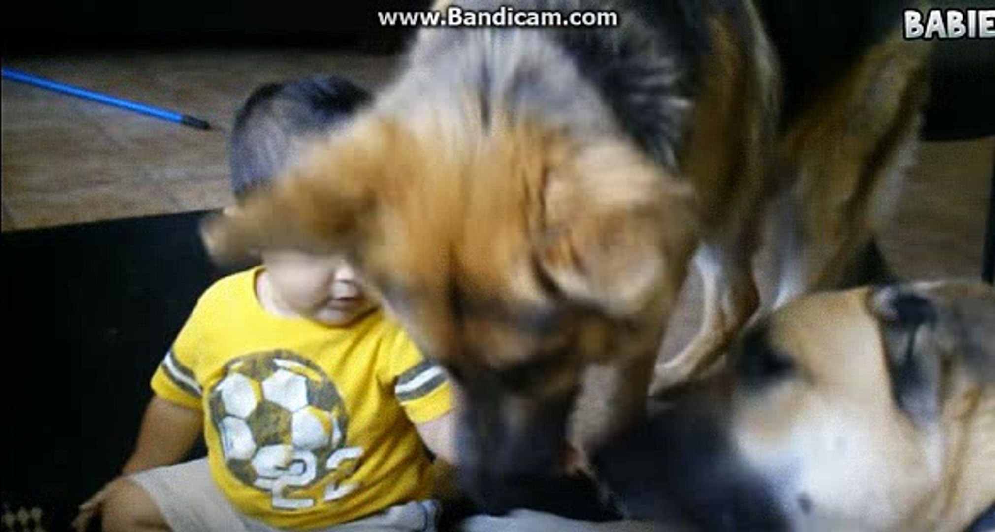 Big Dogs Playing with Babies Compilation