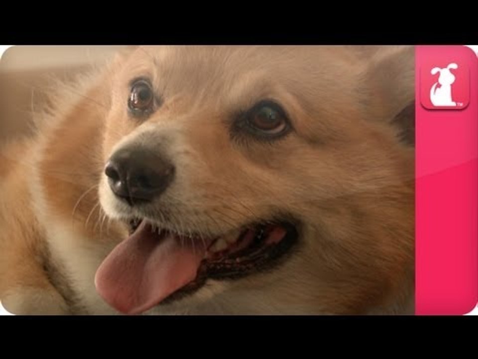 Explosion & Fire - Pet Sense