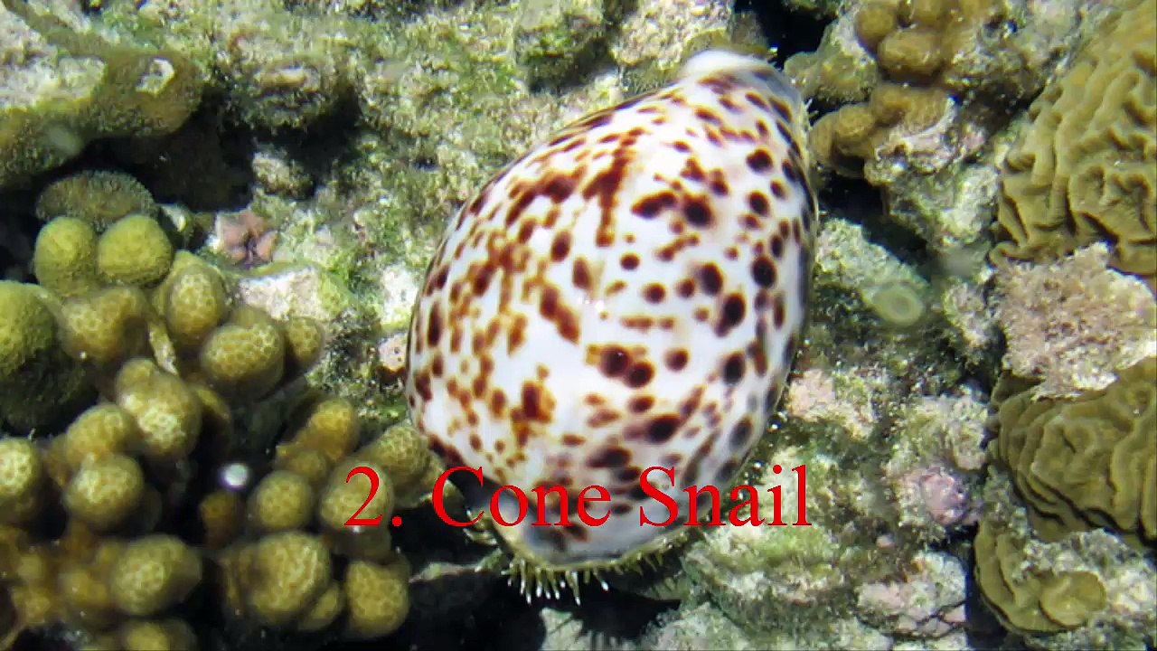 Top 10 Most Dangerous Animals in the World By Wild Life