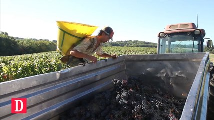 Madiran : les vendanges ont commencé au Château Bouscassé