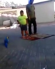 Parrot interrupt performing the pray and scare the child