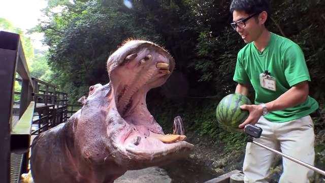 Cet Hippopotame mange les pastèques en entier !
