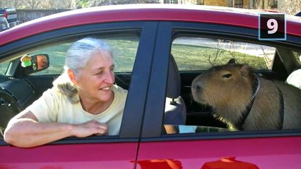 10 Weirdest Pets Ever