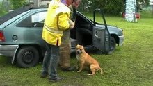 PIT BULL defense
