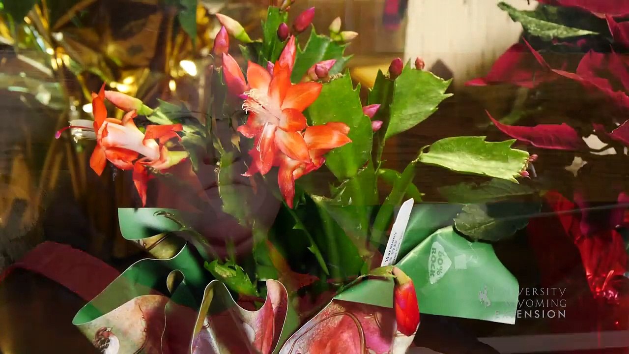 How to Save & Rebloom Christmas Cactus | From the Ground Up