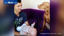 Papà bacia il suo bambino. Guardate la reazione del cane!