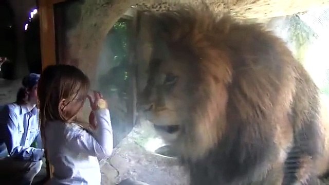 Bimba dà un bacino ad un leone. La reazione del felino è inaspettata!